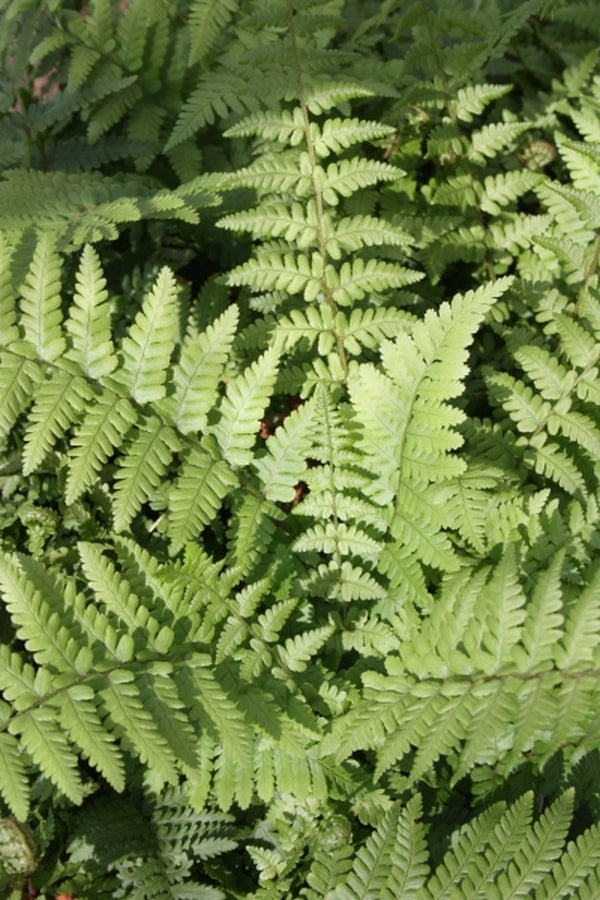 Image of Dryopteris pseudofilix-mas