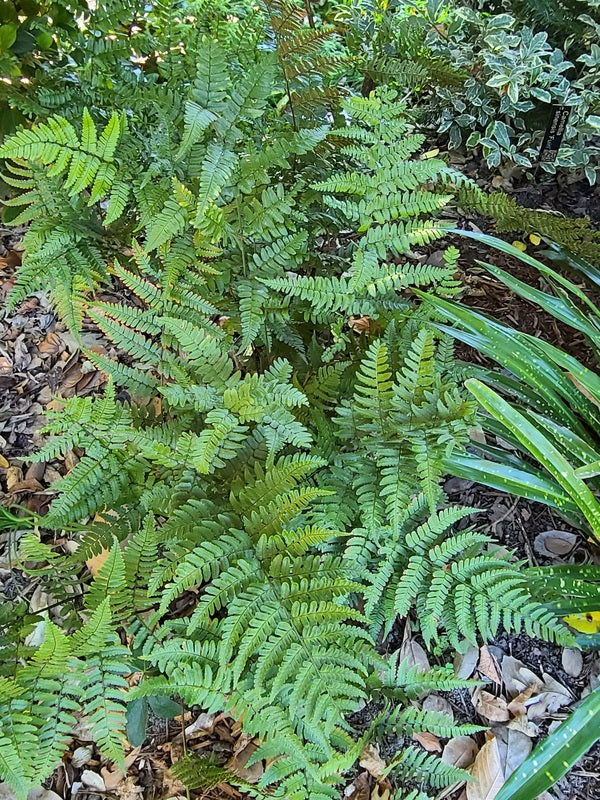 Image of Dryopteris reflexosquamata 'Hansome' taken at Juniper Level Botanic Gdn, NC by JLBG