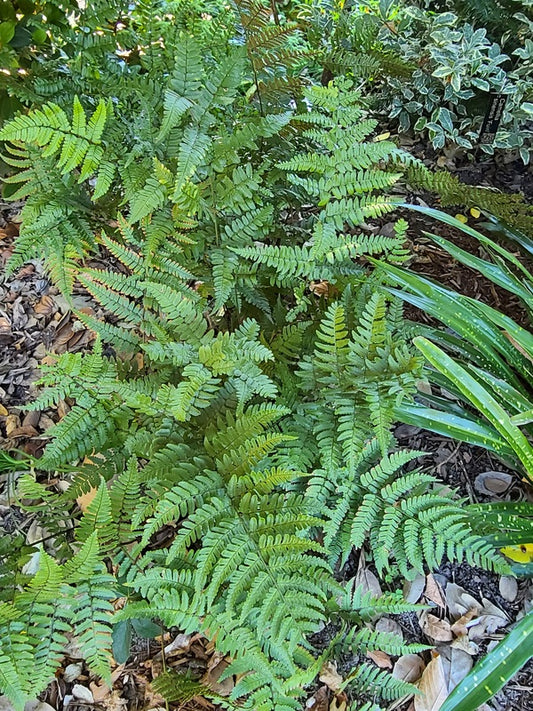 Image of Dryopteris reflexosquamata 'Hansome' taken at Juniper Level Botanic Gdn, NC by JLBG