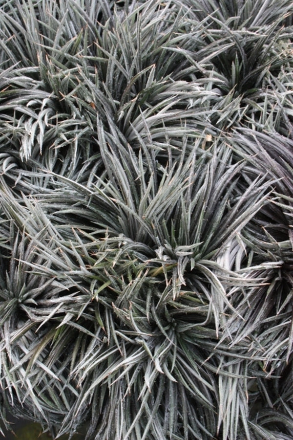 Image of Dyckia choristaminea 'Frazzle Dazzle' taken at Juniper Level Botanic Gdn, NC by JLBG