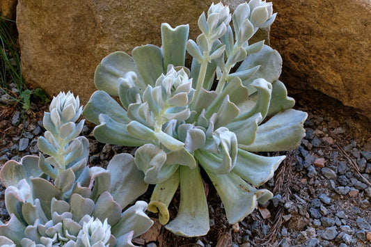 Image of Echeveria runyonii 'Topsy Turvy' taken at Juniper Level Botanic Gdn, NC by JLBG