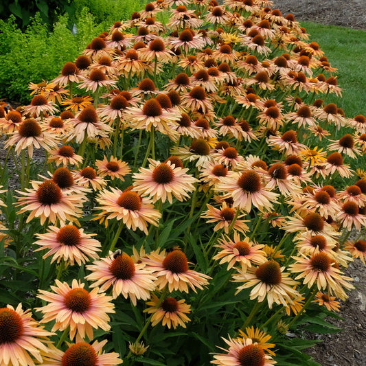 Image of Echinacea 'Big Kahuna' PP 26,159 taken at Juniper Level Botanic Gdn, NC by JLBG