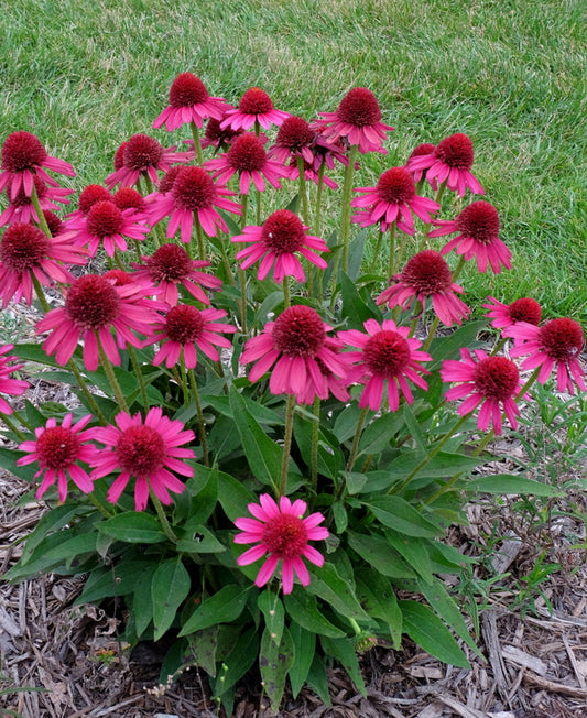 Image of Echinacea 'Delicious Candy' taken at Juniper Level Botanic Gdn, NC by JLBG