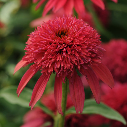 Image of Echinacea 'Double Scoop Cranberry' PP 24,769 by Ball Horticulture Company