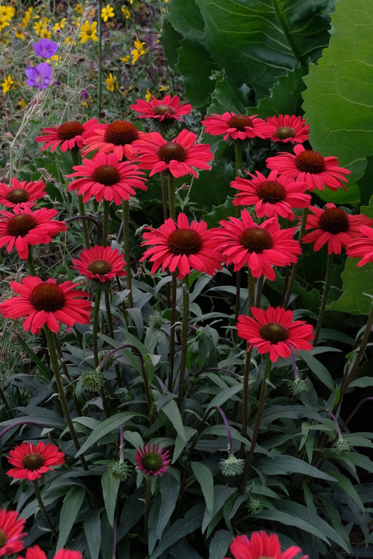 Image of Echinacea 'Kismet Red' PP 29,743 taken at Juniper Level Botanic Gdn, NC by JLBG