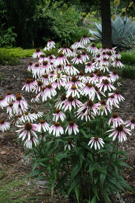 Image of Echinacea 'Pretty Parasols' PP 31,675 taken at Juniper Level Botanic Gdn, NC by JLBG