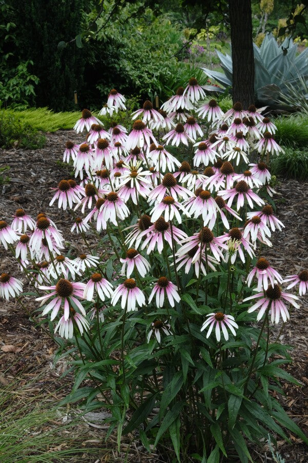 Image of Echinacea 'Pretty Parasols' PP 31,675 taken at Juniper Level Botanic Gdn, NC by JLBG