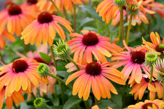 Image of Echinacea 'Rainbow Marcella' PP 28,573 by AB Cultivars
