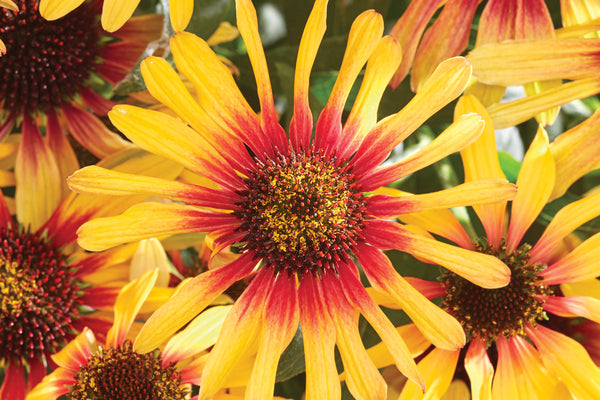Image of Echinacea 'Tequila Sunrise' PP 34,433 by Creek Hill Nursery