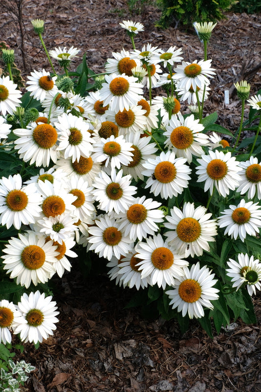 Image of Echinacea purpurea 'Fragrant Angel' taken at Juniper Level Botanic Gdn, NC by JLBG