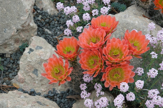 Image of Echinocereus x roetteri taken at Juniper Level Botanic Gdn, NC by JLBG