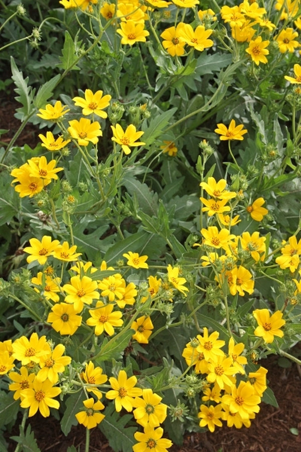 Image of Engelmannia peristenia 'Bergheim' taken at Juniper Level Botanic Gdn, NC by JLBG