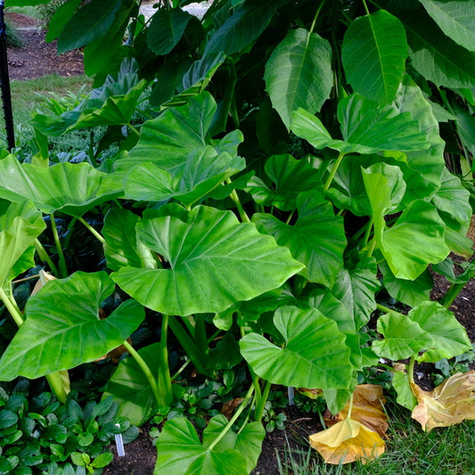 Image of Englerarum montanum taken at Juniper Level Botanic Gdn, NC by JLBG