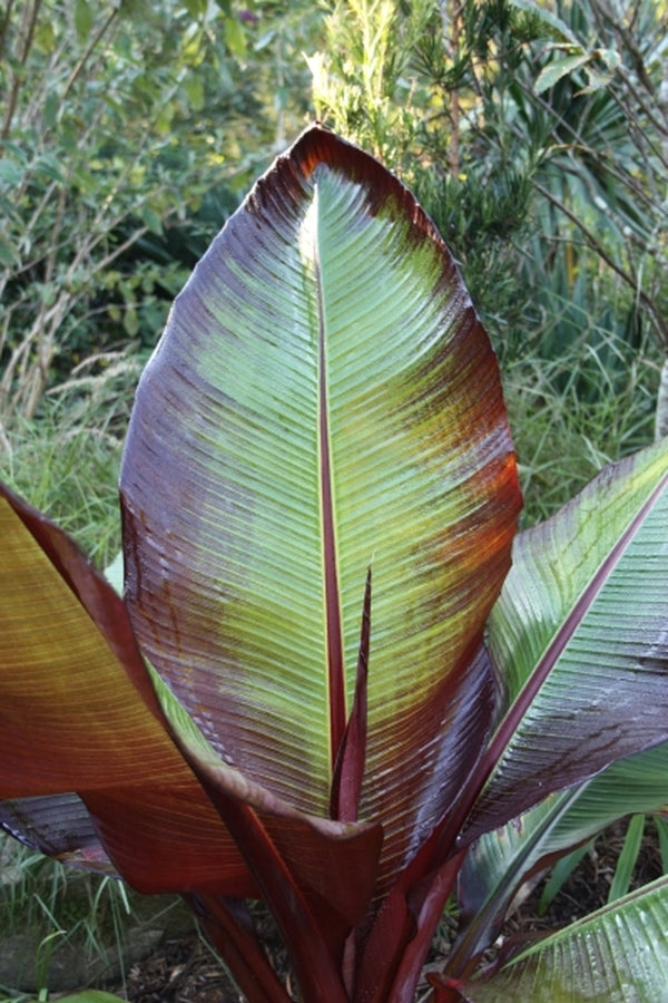 Image of Ensete maurelii taken at Juniper Level Botanic Gdn, NC by JLBG