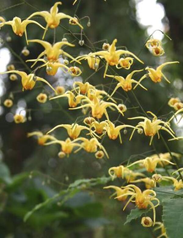 Image of Epimedium 'Amber Queen' taken at Juniper Level Botanic Gdn, NC by JLBG