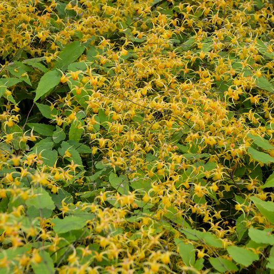 Image of Epimedium 'Amber Queen' taken at Walters Gardens, MI by Walters Gardens, Inc.