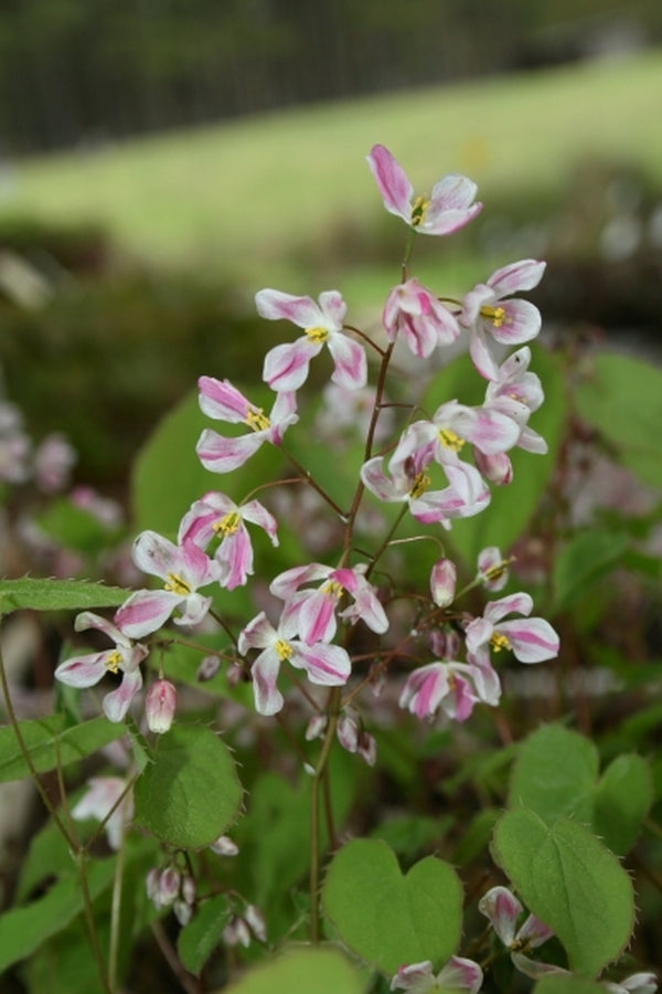 Image of Epimedium 'Candy Striper' taken at Juniper Level Botanic Gdn, NC by JLBG