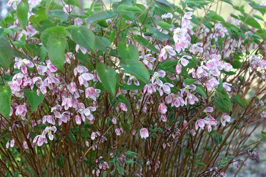 Image of Epimedium 'Candy Striper' taken at Juniper Level Botanic Gdn, NC by JLBG