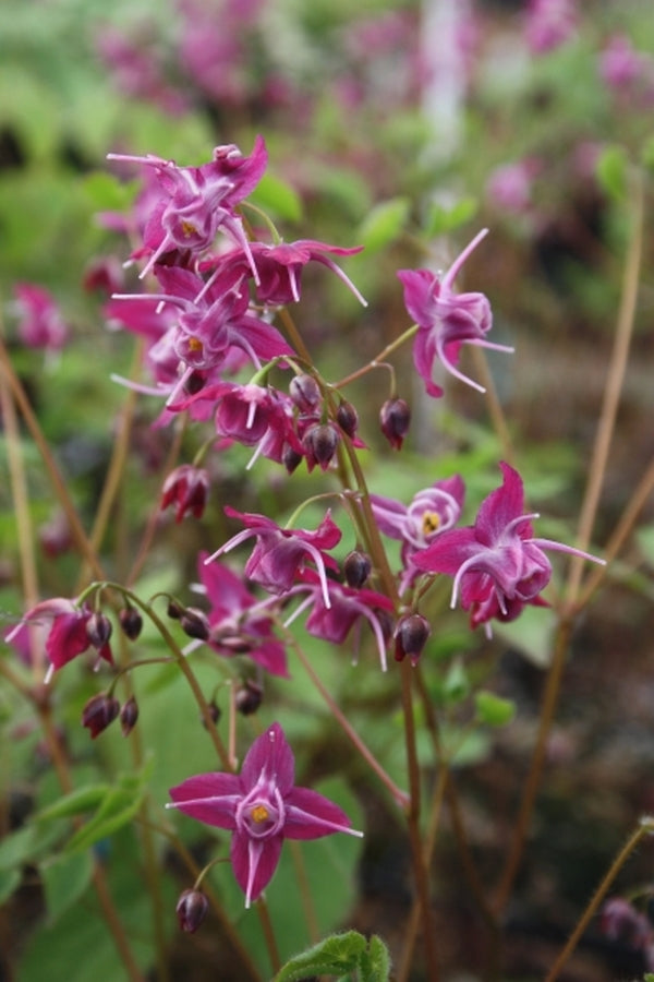 Image of Epimedium 'Cherry Blossom' taken at Juniper Level Botanic Gdn, NC by JLBG