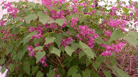 Image of Epimedium 'Cherry Blossom' taken at Juniper Level Botanic Gdn, NC by JLBG