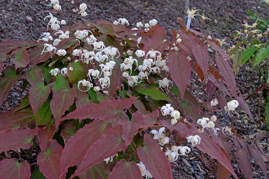 Image of Epimedium 'Cinnamon Coconut' taken at Juniper Level Botanic Gdn, NC by JLBG
