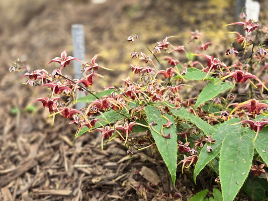 Image of Epimedium 'Cranberry Dancer' PP36548 taken at Juniper Level Botanic Gdn, NC by JLBG