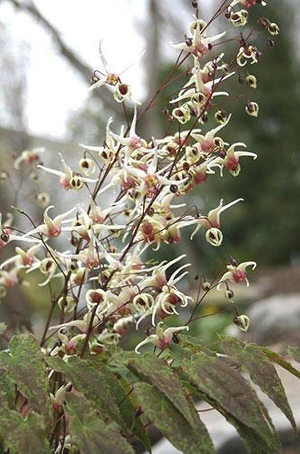 Image of Epimedium 'Domino' taken at Juniper Level Botanic Gdn, NC by JLBG