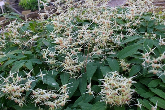 Image of Epimedium 'Domino' taken at Juniper Level Botanic Gdn, NC by JLBG