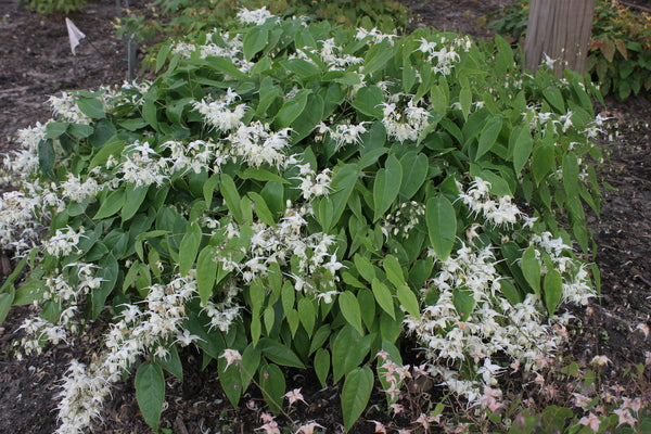 Image of Epimedium 'Great White Hope' taken at Juniper Level Botanic Gdn, NC by JLBG