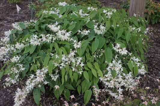 Image of Epimedium 'Great White Hope' taken at Juniper Level Botanic Gdn, NC by JLBG