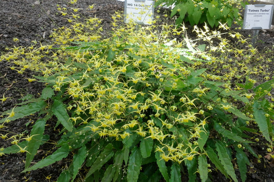 Image of Epimedium 'Lyrical Lemonade' taken at Juniper Level Botanic Gdn, NC by JLBG
