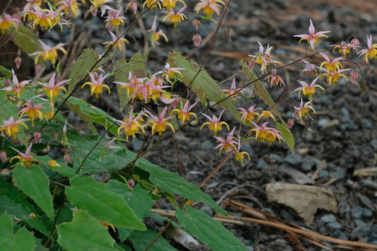 Image of Epimedium 'Mini Pearl' taken at Juniper Level Botanic Gdn, NC by JLBG