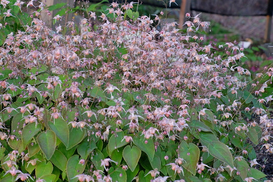 Image of Epimedium 'Peachie' taken at Juniper Level Botanic Gdn, NC by JLBG