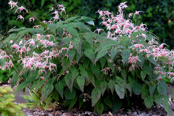 Image of Epimedium 'Pink Champagne' taken at Juniper Level Botanic Gdn, NC by JLBG