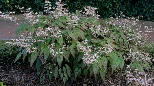 Image of Epimedium 'Pink Champagne' taken at Juniper Level Botanic Gdn, NC by JLBG