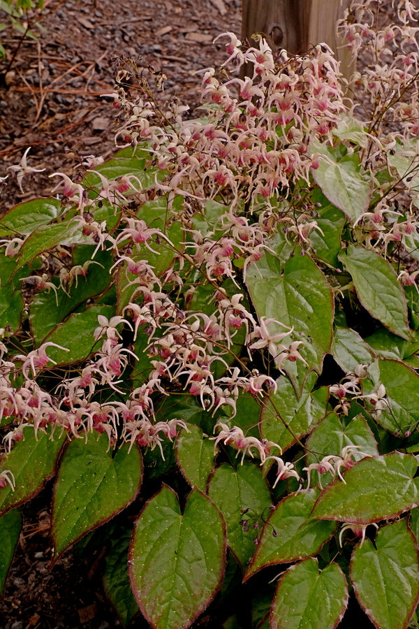 Image of Epimedium 'Rise and Shine' taken at Juniper Level Botanic Gdn, NC by JLBG