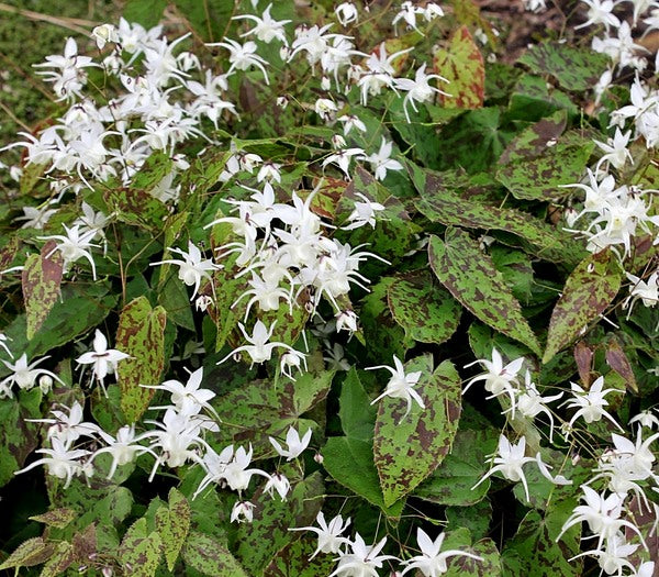 Image of Epimedium 'Splish Splash' taken at Juniper Level Botanic Gdn, NC by JLBG