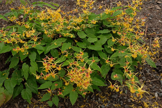 Image of Epimedium 'Stoplights' taken at Juniper Level Botanic Gdn, NC