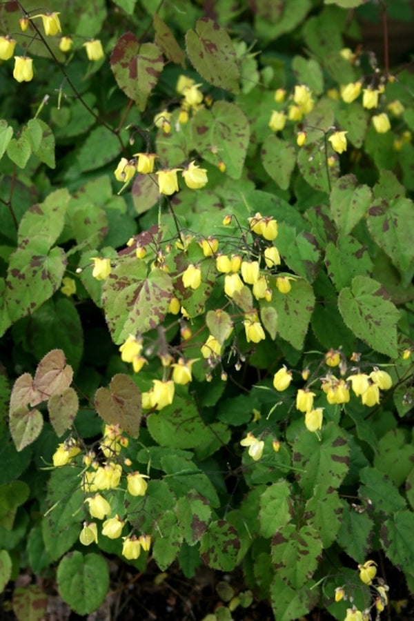 Image of Epimedium 'Sunny and Share' taken at Juniper Level Botanic Gdn, NC by JLBG