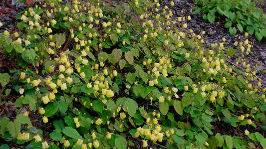 Image of Epimedium 'Sunny and Share' taken at Juniper Level Botanic Gdn, NC by JLBG