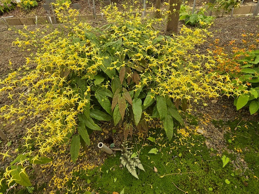 Image of Epimedium 'Woodland Elf' PPAF taken at Juniper Level Botanic Gdn, NC by JLBG