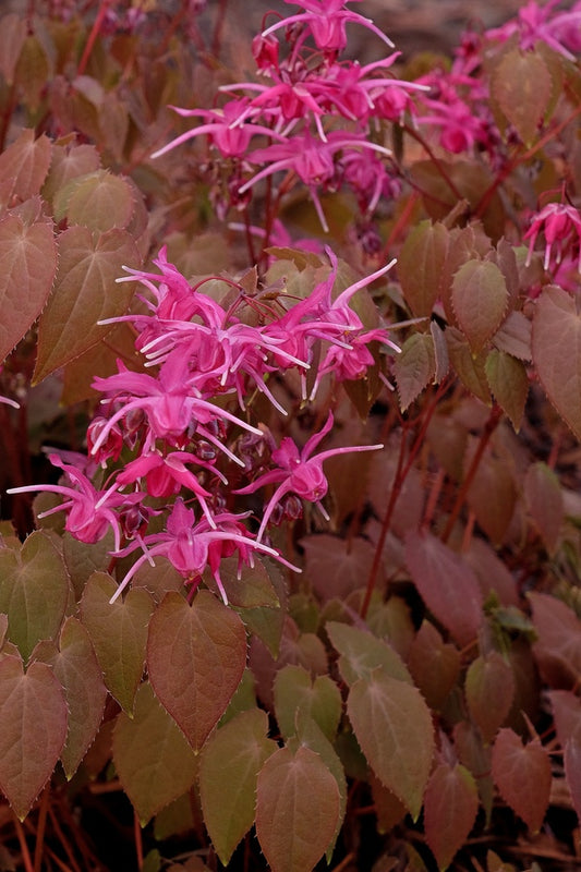 Image of Epimedium grandiflorum 'Circe' taken at Juniper Level Botanic Gdn, NC by JLBG