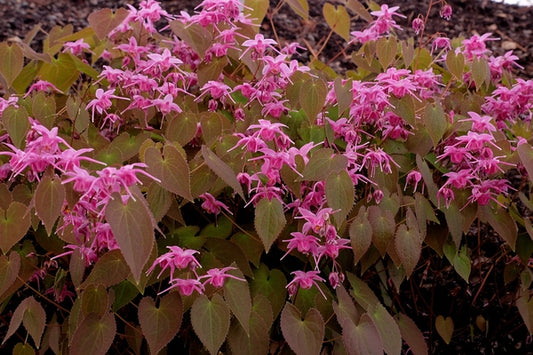 Image of Epimedium grandiflorum 'Pink Parasol' taken at Juniper Level Botanic Gdn, NC by JLBG