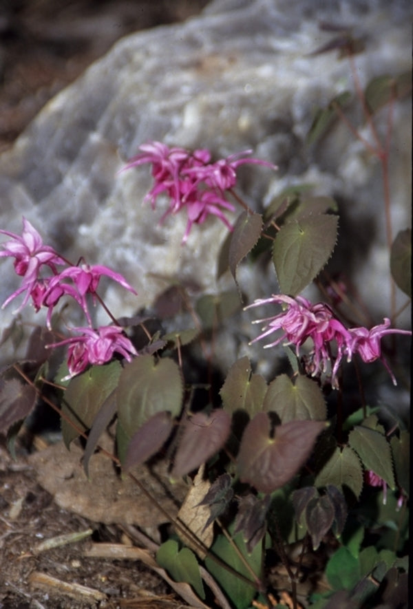 Image of Epimedium grandiflorum 'Yubae' taken at Juniper Level Botanic Gdn, NC by JLBG