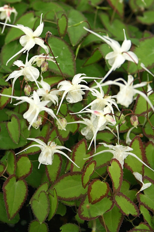 Image of Epimedium grandiflorum var. higoense 'Bandit' taken at Juniper Level Botanic Gdn, NC by JLBG