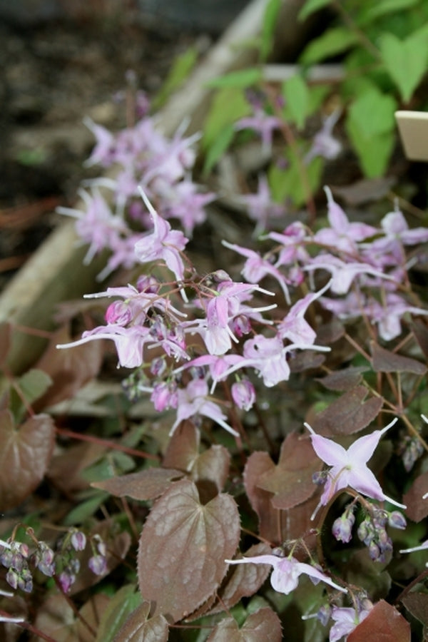 Image of Epimedium grandiflorum var. violaceum 'Bronze Maiden' taken at Juniper Level Botanic Gdn, NC by JLBG