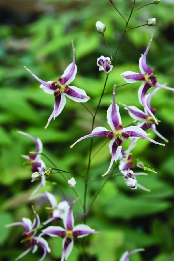 Image of Epimedium x omeiense 'Razzleberry' taken at Juniper Level Botanic Gdn, NC by JLBG