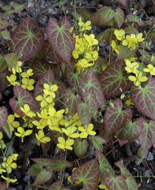 Image of Epimedium x perralchicum 'Frohnleiten'