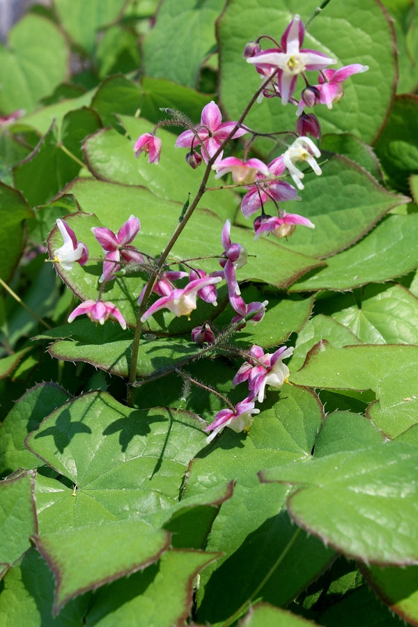 Image of Epimedium x rubrum 'Sweetheart' taken at Juniper Level Botanic Gdn, NC by JLBG