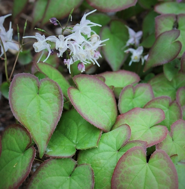 Image of Epimedium sempervirens 'Candy Hearts' taken at Juniper Level Botanic Gdn, NC by JLBG